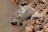 Spur-thighed Tortoise (Testudo graeca)