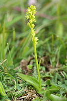Musk Orchid (Herminium monorchis)