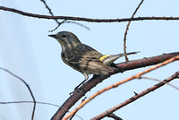 Audubons Warbler (Female)