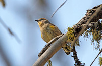 Audubons Warbler (1st Winter)