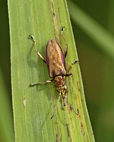 Leaf Beetle (Donacia marginata)