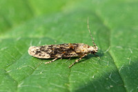 Psoricoptera gibbosella (Humped Groundling)