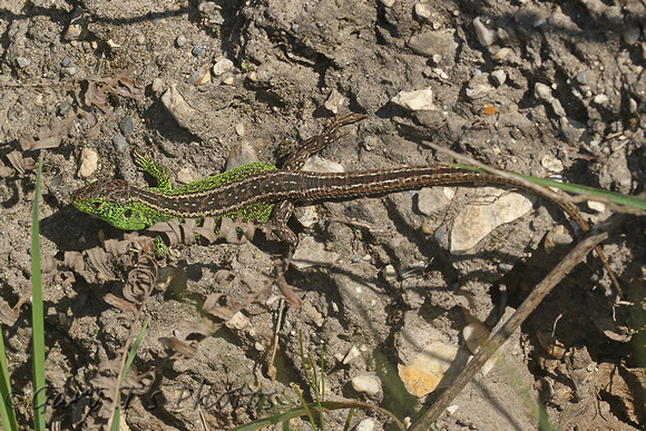 Sand Lizard (Male)