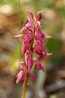 Holy Orchid (Anacamptis sancta)