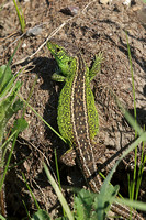 Sand Lizard (Male)