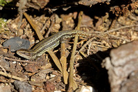 Sand Lizard (Female)