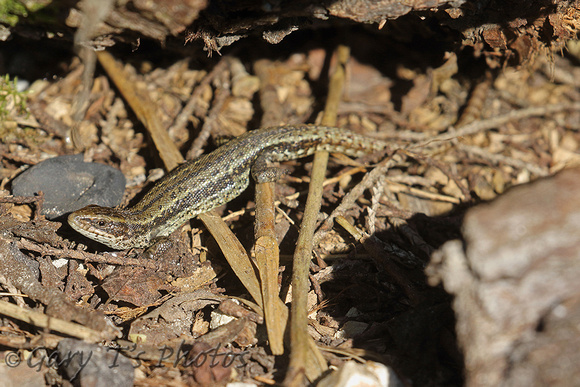 Sand Lizard (Female)