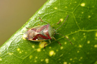 Birch Shieldbug (Elasmostethus interstinctus)