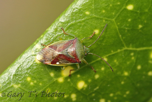 Birch Shieldbug (Elasmostethus interstinctus)