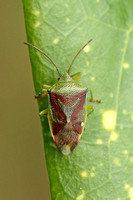 Shieldbug - Birch Shieldbug (Elasmostethus interstinctus)