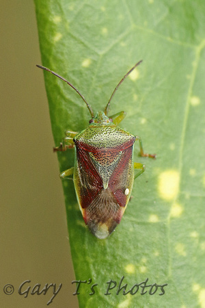 Birch Shieldbug (Elasmostethus interstinctus)