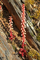 Wall Pennywort (Umbilicus rupestris)
