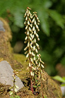 Wall Pennywort (Umbilicus rupestris)