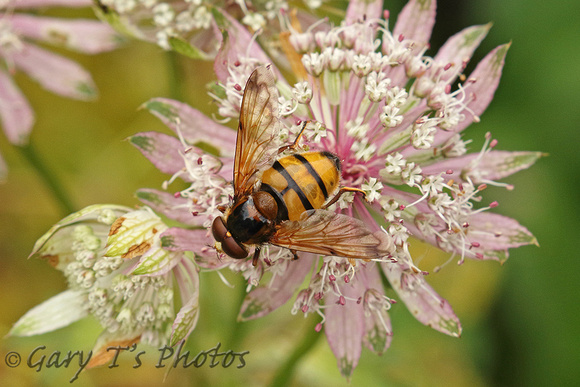 Lesser Hornet Hoverfly (Volucella inanis)