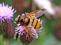 Volucella inanis (Lesser Hornet Hoverfly)