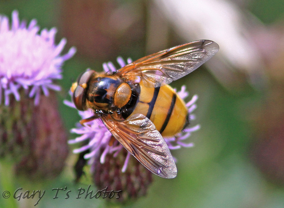 Lesser Hornet Hoverfly (Volucella inanis)