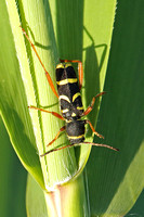 Wasp Beetle (Clytus arietis)