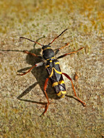 Wasp Beetle (Clytus arietis)