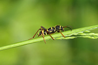 Wasp Beetle (Clytus arietis)