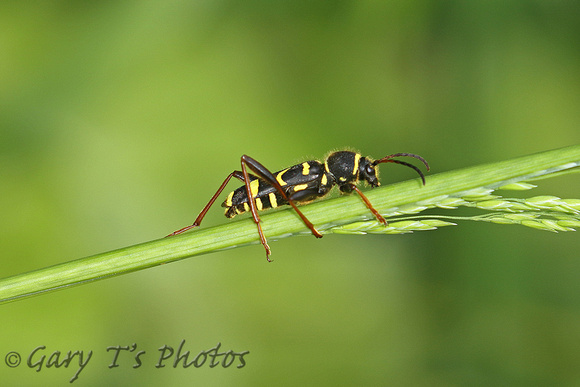 Wasp Beetle (Clytus arietis)