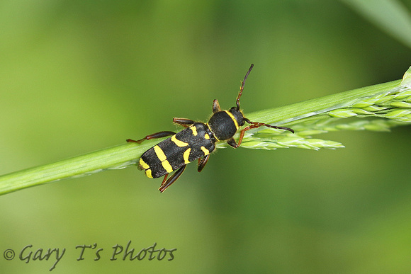 Wasp Beetle (Clytus arietis)