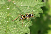 Wasp Beetle (Clytus arietis)