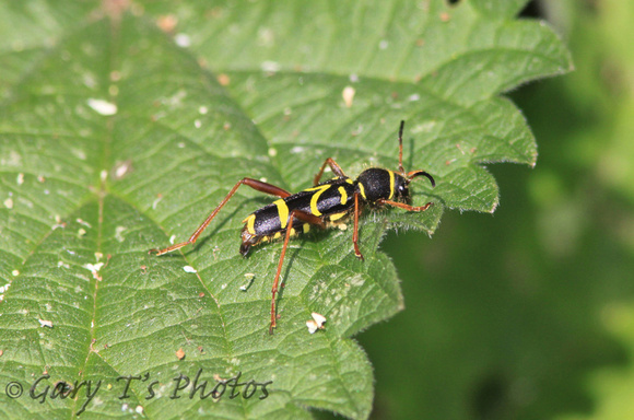 Wasp Beetle (Clytus arietis)