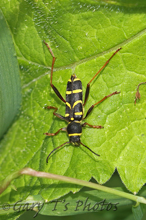 Wasp Beetle (Clytus arietis)