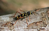 Wasp Beetle (Clytus arietis)