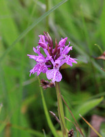 Pugsleys Marsh Orchid (Dactylorhiza traunsteinerioides?)