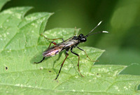 Sawfly (Tenthredella livida)