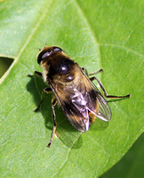 Cheilosia illustrata (Female)