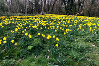 Daffodil (Narcissus pseudonarcissus)