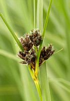 Common Club-rush (Schoenoplectus lacustris)