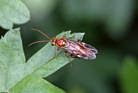 Sawfly (Tenthredopsis nassata)