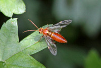 Sawfly (Tenthredopsis nassata)