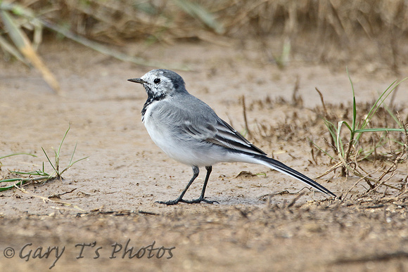White Wagtail (1st Summer Female)