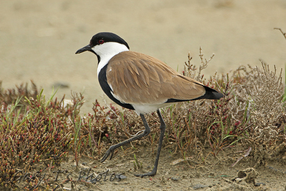 Spur-winged Plover (Adult)