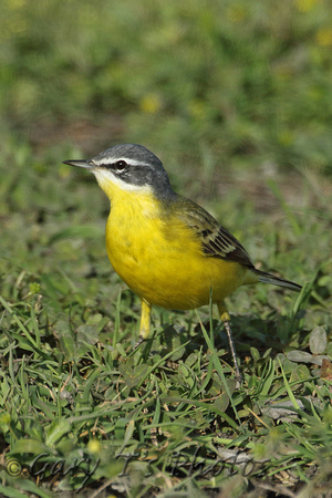 Yellow Wagtail (ssp dombrowskii - possibly)