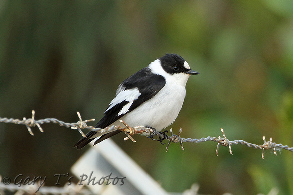 Collared Flycatcher (Male)