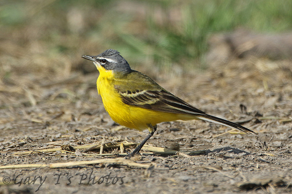 Yellow Wagtail (ssp dombrowskii - possibly)
