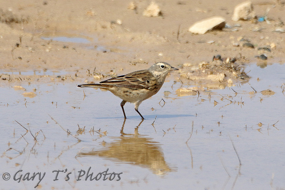 Water Pipit (Adult Summer)