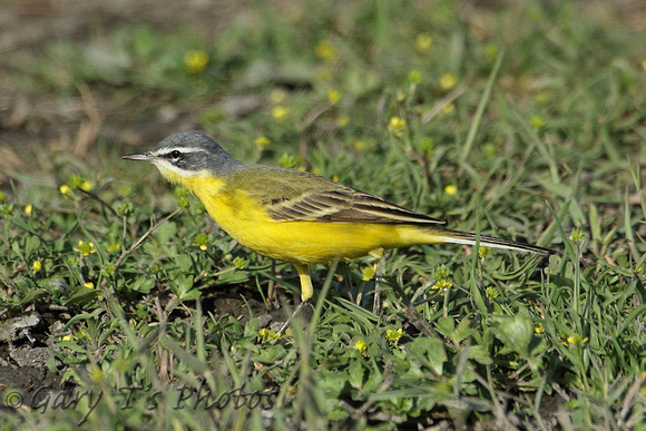 Yellow Wagtail (ssp dombrowskii possibly)