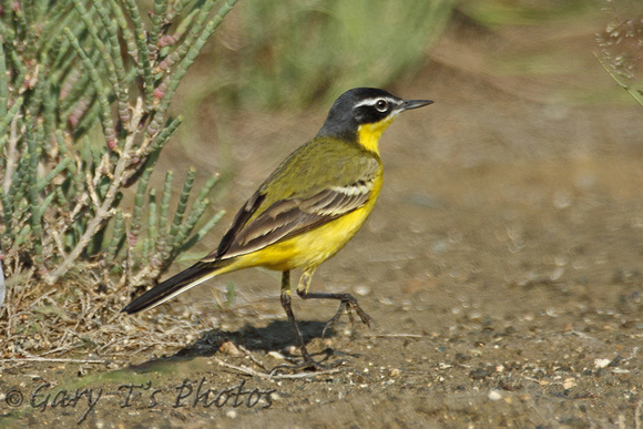 Yellow Wagtail (ssp superciliaris)