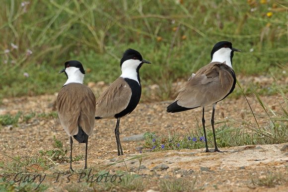 Spur-winged Plover (Adults)
