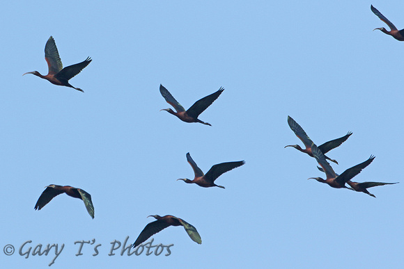 Glossy Ibis (Summer Flock)
