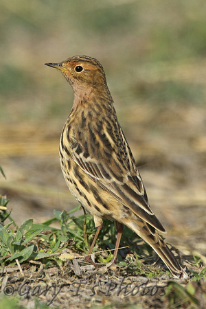 Red-throated Pipit (Adult Summer)