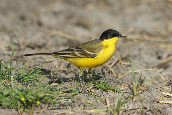 Black-headed Wagtail (Male)