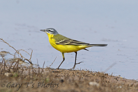 Blue-headed Wagtail (Male)
