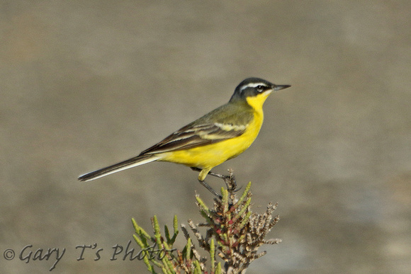 Yellow Wagtail (ssp superciliaris)